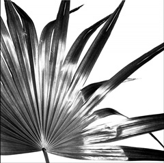 Black and White Palm I