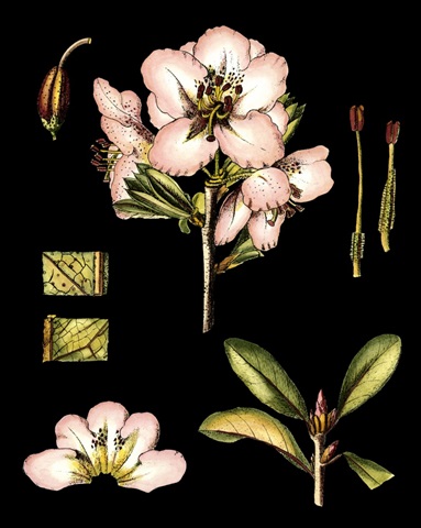 Black Background Floral Studies II