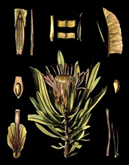 Black Background Floral Studies IV