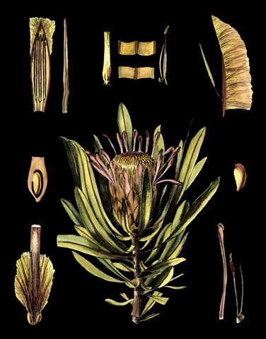 Black Background Floral Studies IV