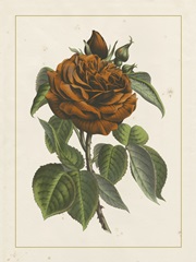 Chinese Red Rose I
