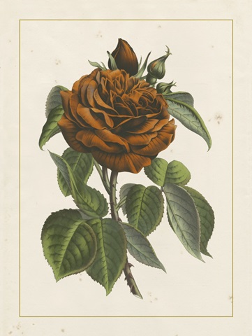 Chinese Red Rose I