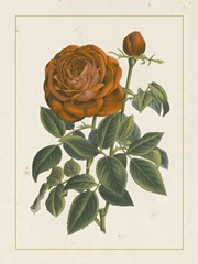 Chinese Red Rose II