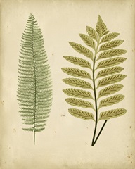 Cottage Ferns II