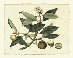 Delicate Botanical I