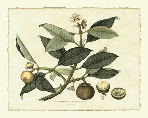 Delicate Botanical I