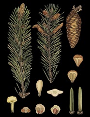 Dramatic Conifers IV