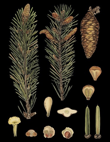 Dramatic Conifers IV