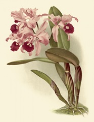 Dramatic Orchid III