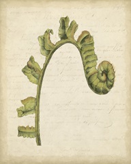 Fiddlehead Ferns III