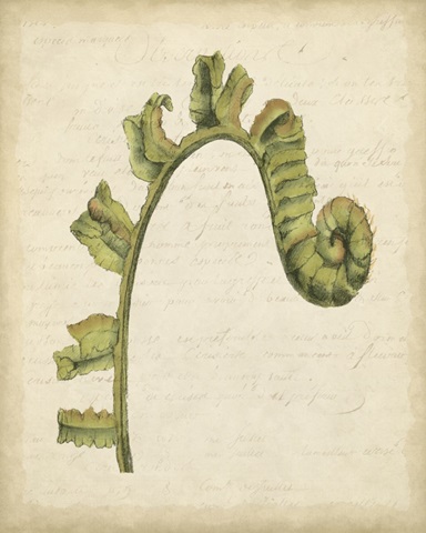Fiddlehead Ferns III