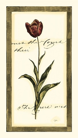 Jen's Tulip I
