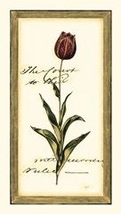 Jen's Tulip II
