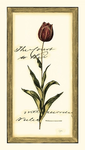 Jen's Tulip II