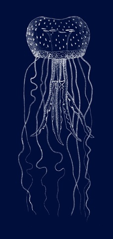 Languishing Drifters I