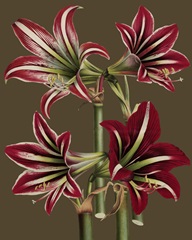 Lush Amaryllis I