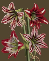 Lush Amaryllis II