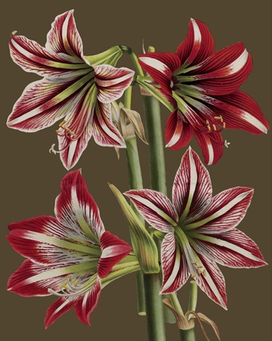 Lush Amaryllis II