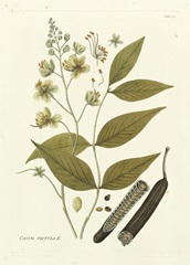 Nature's Elegance III