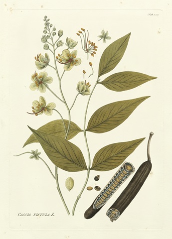 Nature's Elegance III