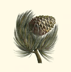 Pignon Pine
