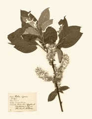 Pressed Flower Study I