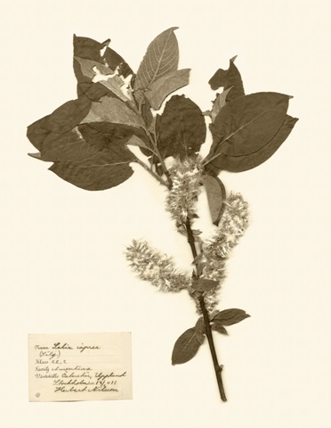 Pressed Flower Study I