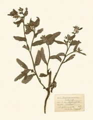 Pressed Flower Study III