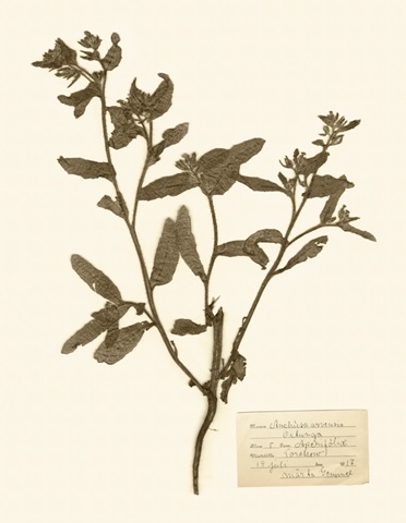 Pressed Flower Study III