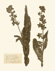 Pressed Flower Study IV