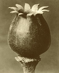 Sepia Botany Study I