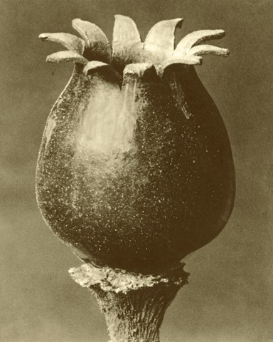 Sepia Botany Study I