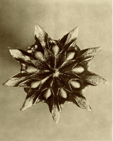 Sepia Botany Study IV