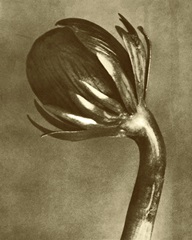 Sepia Botany Study VI