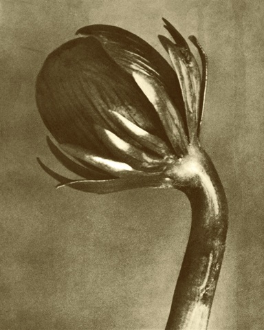Sepia Botany Study VI
