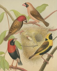 Birdwatcher's Delight II