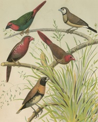 Birdwatcher's Delight III