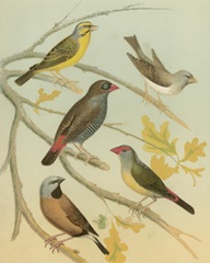 Birdwatcher's Delight IV