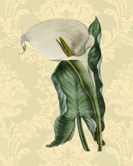 Calla with background