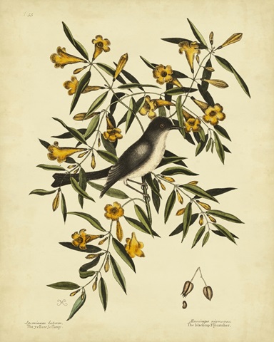 Cates. Black-capt Flycatch. Pl. T53