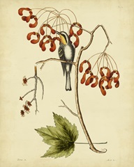 Cates. Yel.-throat. Creeper, Pl.T62