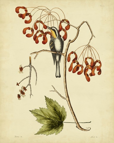 Cates. Yel.-throat. Creeper, Pl.T62