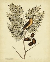Catesby American Goldfinch, Pl. T43
