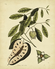 Catesby Blue-Tail Lizard, Pl.T67