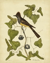 Catesby Crest. Fly-Catcher, Pl. T52