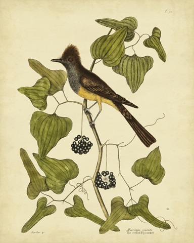 Catesby Crest. Fly-Catcher, Pl. T52