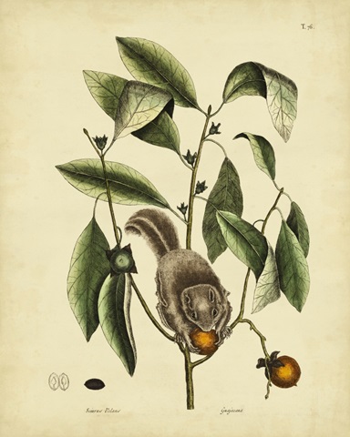 Catesby Flying Squirrel, P. T76