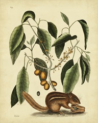 Catesby Ground Squirrel, Pl. T75