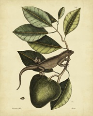 Catesby Iguana, Pl. T64