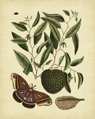 Catesby Moth, Pl. T86